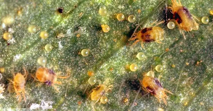 Spider Mites