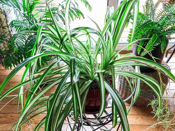 Spider Plant
