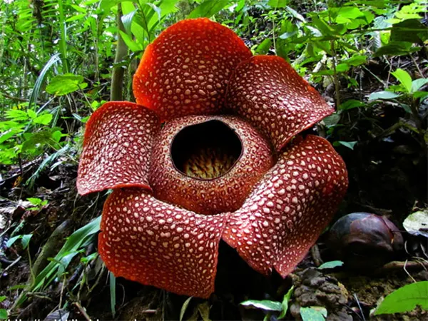 Stinking Corpse Lily