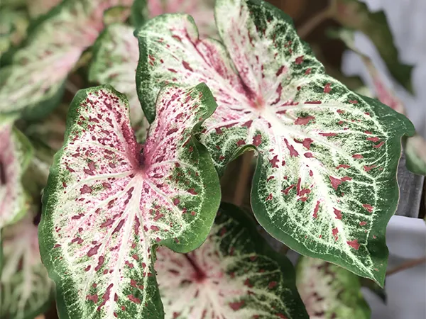 Strap-Leaf Caladium