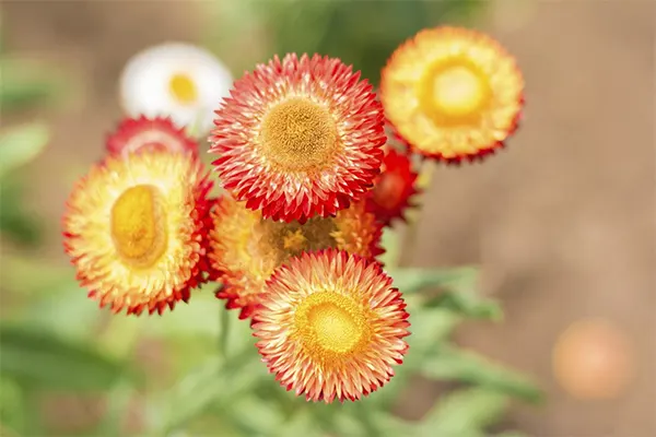 Strawflowers