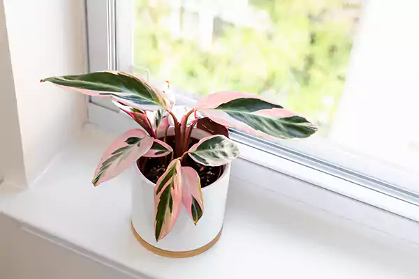 Stromanthe Triostar