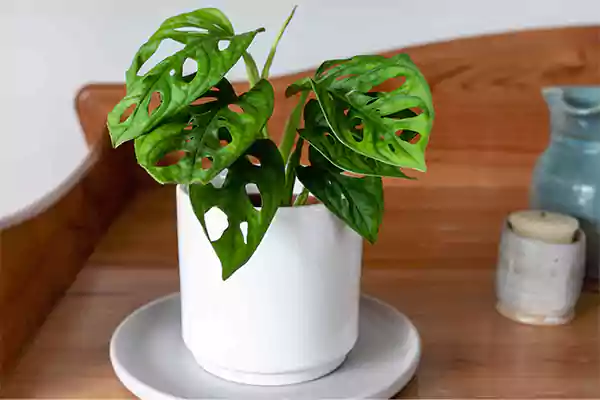 Swiss Cheese Plant