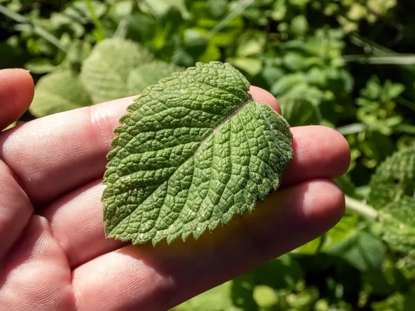 Taxonomic Outline of the Peppermint Plant