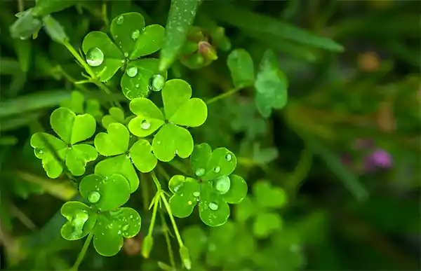 Three leaved beauty