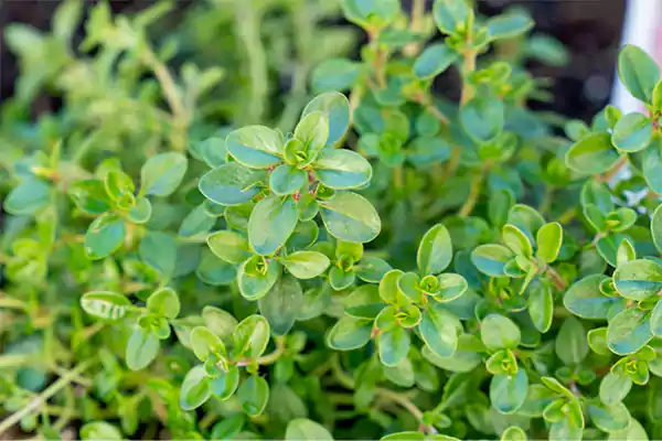 Thyme Image