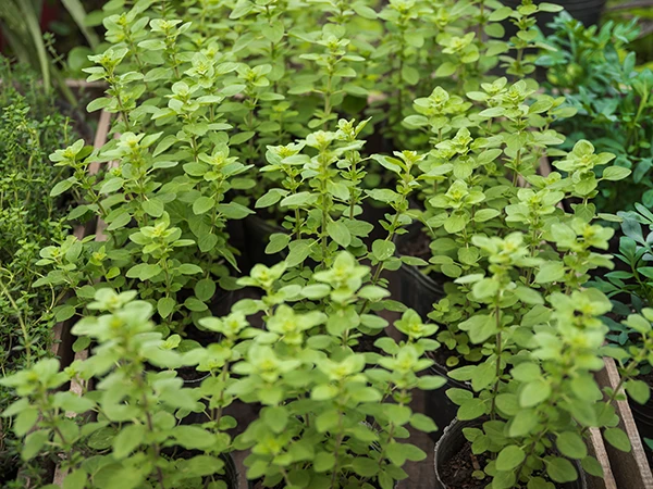 Thyme plants