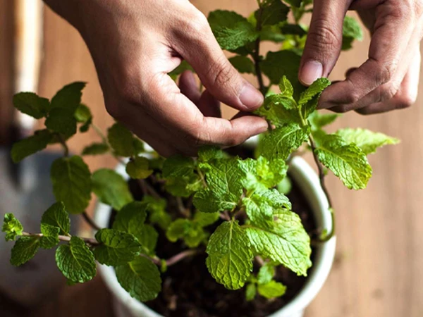 Tips to Care for Peppermint Plant
