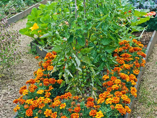 Tomato Companion Planting