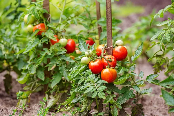 Tomato Plant Image
