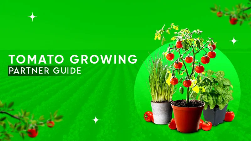 Tomato parter guide