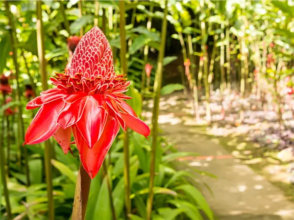 Torch Ginger