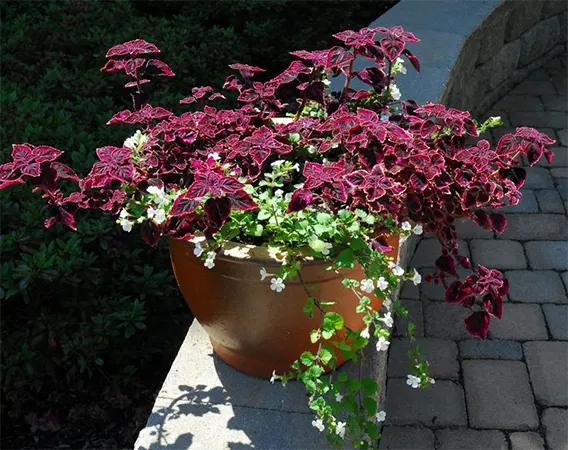 Trailing plum