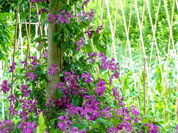 Trailing vines at arbors and trellis