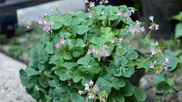 Trifolium