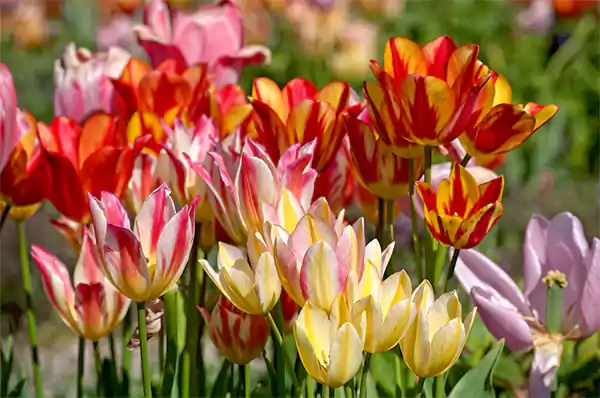 Tulipss
