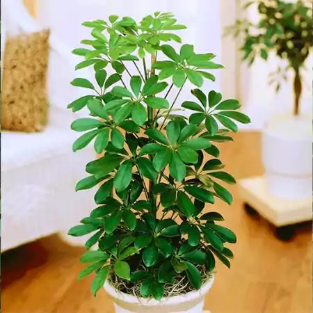 Umbrella tree