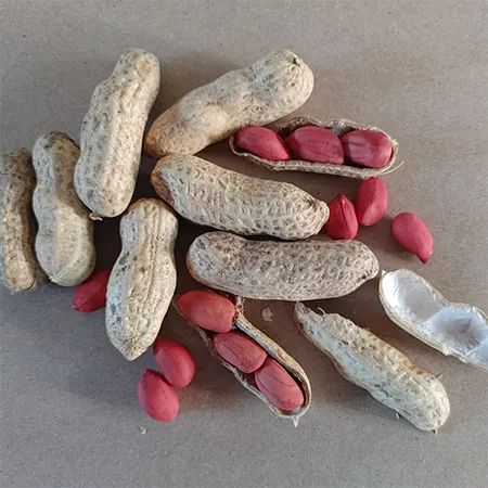 Valencia Peanut