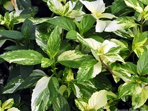 Variegated Peppermintt