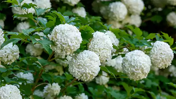 Viburnums
