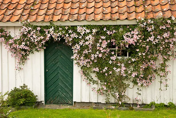 Vines of the Queen of Climber plants