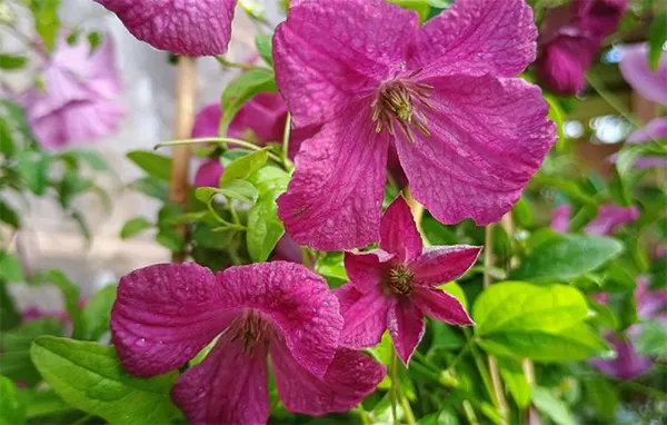 Viticella cultivar