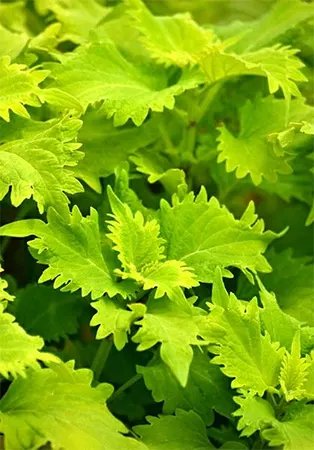 Wasabi