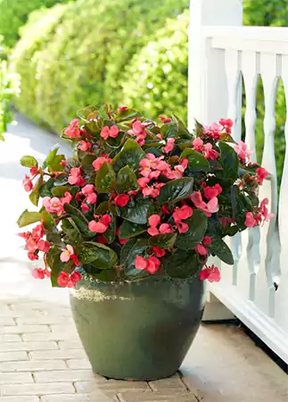 Wax Begonia