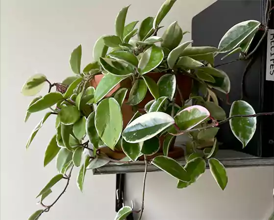 Wax Plant