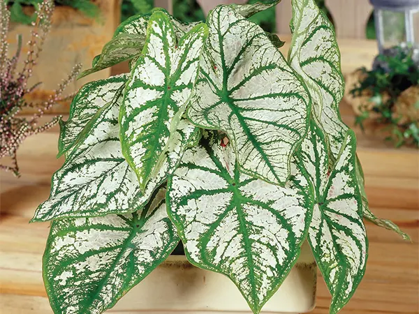 White Caladium