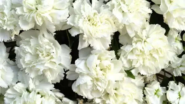 White colored blooms