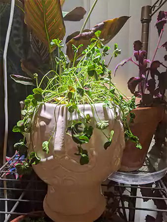 Wilting Leaves