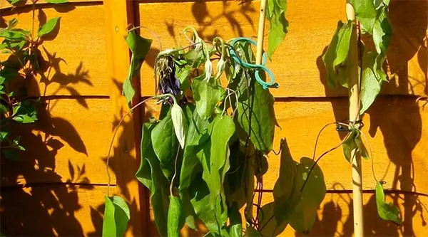 Wilting shoots