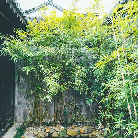 World’s Green Gold