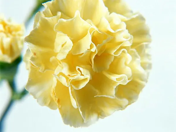 Yellow Dianthus Caryophyllus