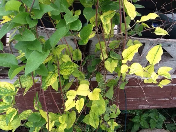 Yellowing leaves