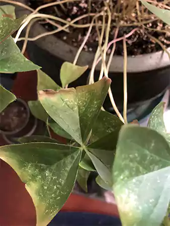 Yellowing leaves