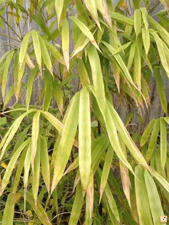 Yellowing leaves