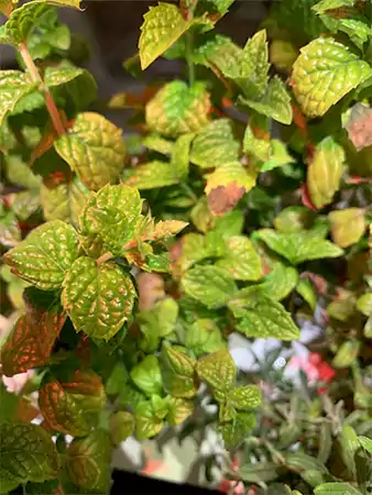 Yellowing leaves