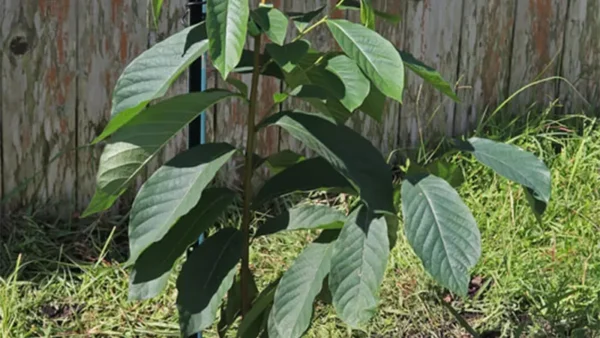 Young Paw plant