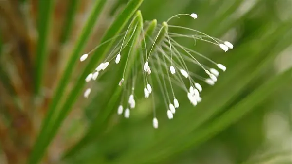 Youtan Flower Image