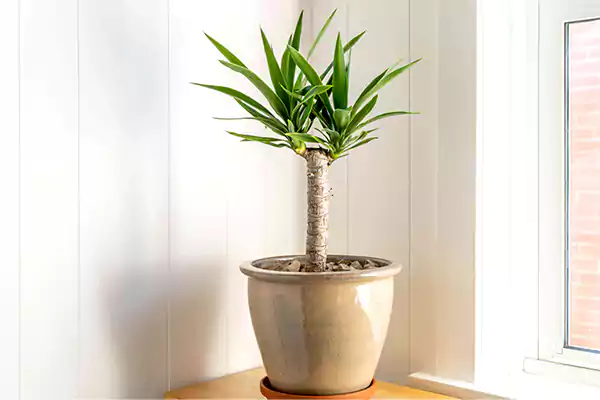 Yucca Cane