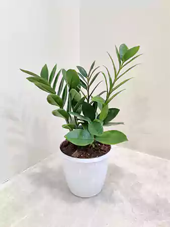 ZZ Plant