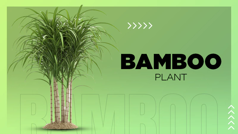 bamboo Plant