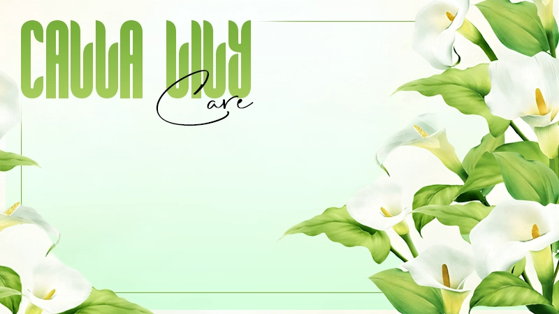 calla lily care