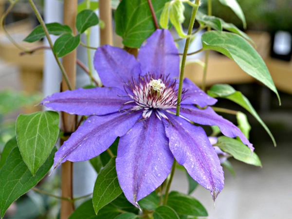 clematis Vinee
