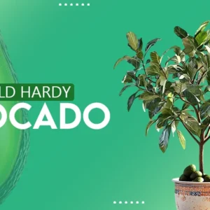 cold hardy avacado