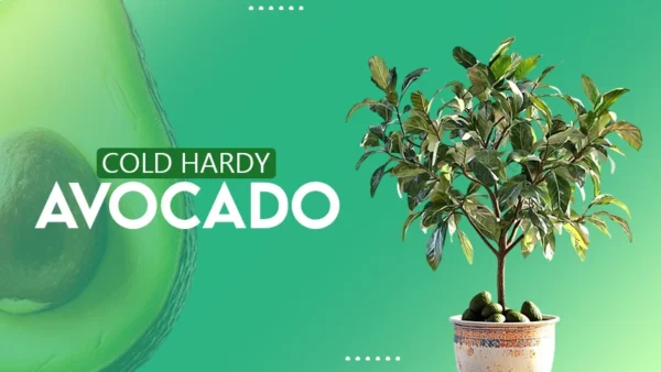 cold hardy avacado