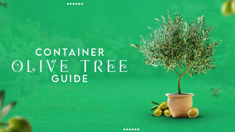 container olive tree guide