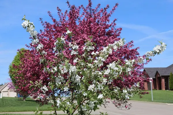 crabapple trees